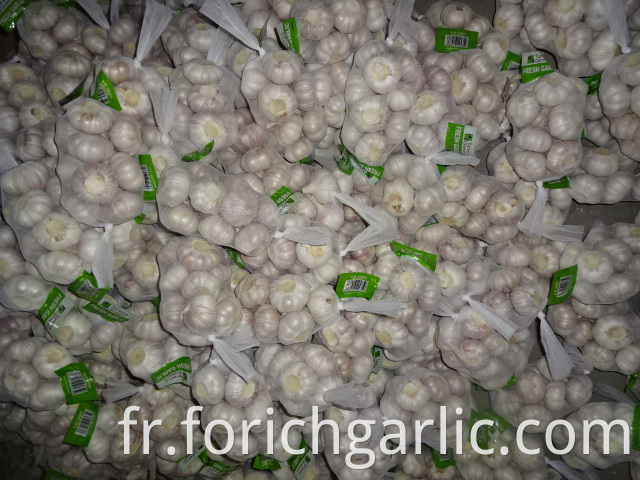 Best Regular White Garlic